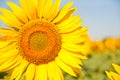 Field of blooming sunflowers on a background sunset, Royalty Free Stock Photo