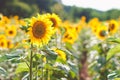 Field of blooming sunflowers on a background sunset, sunflower field landscape, field of sunflowers in the evening, sunflower