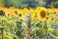 Field of blooming sunflowers on a background sunset, sunflower field landscape, field of sunflowers in the evening, sunflower