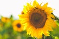 Field of blooming sunflowers on a background sunset, sunflower field landscape, field of sunflowers in the evening, sunflower