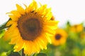 Field of blooming sunflowers on a background sunset, sunflower f