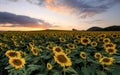 Field of blooming sunflowers on a background sunset Royalty Free Stock Photo