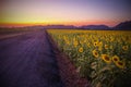 Field of blooming sunflowers on a background sunset or twilight Royalty Free Stock Photo