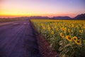 Field of blooming sunflowers on a background sunset or twilight time Royalty Free Stock Photo