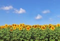 Field with sunflowers, blue sky, white clouds Royalty Free Stock Photo
