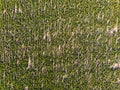 Field with blooming sunflowers from copter, aerial view