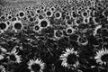 Field of blooming sunflowers in early morning light in black and Royalty Free Stock Photo