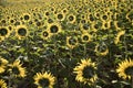 Field of blooming sunflowers in early morning light Royalty Free Stock Photo