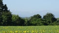 Field with blooming sunflowers at the edge of the forest. In the distance the mountains of the Caucasus with snow-capped peaks. Royalty Free Stock Photo