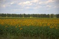 Field of blooming sunflowers at the edge of the forest. Landscape Royalty Free Stock Photo