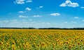 Field of blooming sunflowers over cloudy blue sky and bright sun. Royalty Free Stock Photo