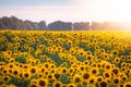 Field of blooming sunflowers Royalty Free Stock Photo