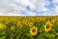 Field of blooming sunflowers in summer sunny day. Royalty Free Stock Photo