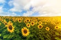 Field of blooming sunflowers in summer sunny day under blue clear sky with white puffy clouds. Rich harvest and agriculture Royalty Free Stock Photo