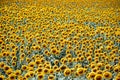 Endless sunflower field Royalty Free Stock Photo