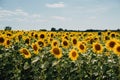 Countryside summer landscape with yellow sunflowers Royalty Free Stock Photo