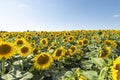 Field of blooming sunflowers on a sunny day. Royalty Free Stock Photo