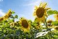Field of blooming sunflowers on a sunny day. Royalty Free Stock Photo