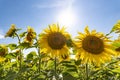 Field of blooming sunflowers on a sunny day. Royalty Free Stock Photo