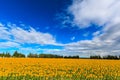 Field of blooming sunflowers on a sunny day Royalty Free Stock Photo