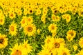 Field of blooming sunflowers at sunny summer day Royalty Free Stock Photo
