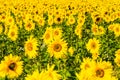 Field of blooming sunflowers at sunny summer day Royalty Free Stock Photo