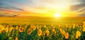 Field of blooming sunflowers and sunrise. Wide photo