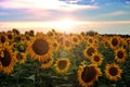 Field of blooming sunflowers