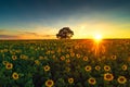 Field of blooming sunflowers and tree on a background sunset Royalty Free Stock Photo