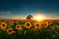 Field of blooming sunflowers and tree on a background sunset Royalty Free Stock Photo