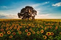 Field of blooming sunflowers and tree on a background sunset Royalty Free Stock Photo