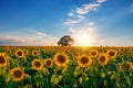 Field of blooming sunflowers and tree on a background sunset Royalty Free Stock Photo