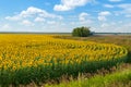 A field of blooming sunflowers under a beautiful summer sky. At the edge of a field of blooming sunflowers. Sunflower field Royalty Free Stock Photo