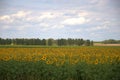 Field of blooming sunflowers, under a cloudy sky at the edge of the forest Royalty Free Stock Photo