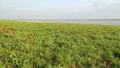 Field of blooming tulips from above and Manych lake