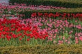 Field of blooming tulips in red and pink Royalty Free Stock Photo