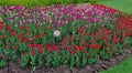 A field of blooming tulips, tulip festival Ottawa Royalty Free Stock Photo