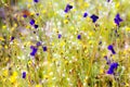 Field blooming with Utricularia