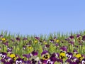 A field with blooming violets against a blue sky. Royalty Free Stock Photo