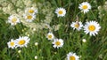 Chamomile. A field of blooming white daisies. Wild daisies in the field Field of evil summer flowering herbs. Wildflowers.