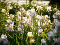 Field of blooming white with lilac irises in backlight Royalty Free Stock Photo