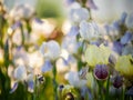 Field of blooming white with lilac irises in backlight Royalty Free Stock Photo