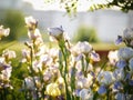 Field of blooming white with lilac irises in backlight Royalty Free Stock Photo