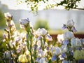 Field of blooming white with lilac irises in backlight Royalty Free Stock Photo