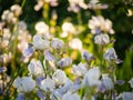 Field of blooming white with lilac irises in backlight Royalty Free Stock Photo