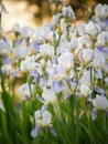 Field of blooming white with lilac irises in backlight Royalty Free Stock Photo