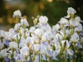 Field of blooming white with lilac irises in backlight Royalty Free Stock Photo