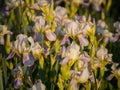 Field of blooming white with lilac irises in backlight Royalty Free Stock Photo