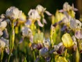 Field of blooming white with lilac irises in backlight Royalty Free Stock Photo