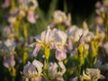 Field of blooming white with lilac irises in backlight Royalty Free Stock Photo